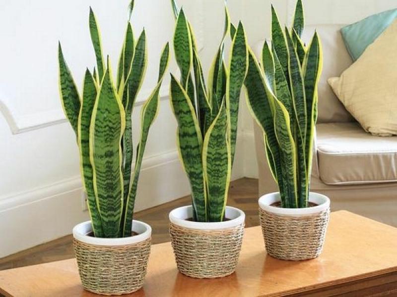 Selecting and caring for shade-loving indoor plants in the hallway